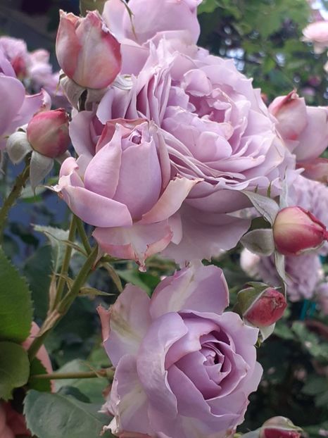  - Novalis 2022- 2023-2024