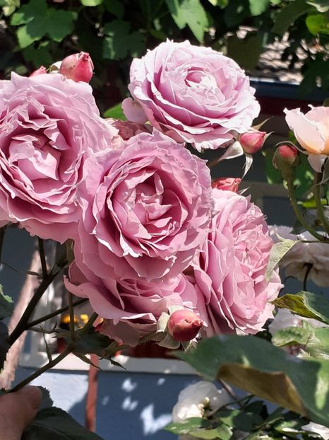  - Novalis 2022- 2023-2024