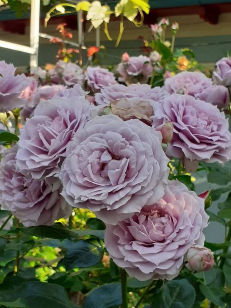  - Novalis 2022- 2023-2024