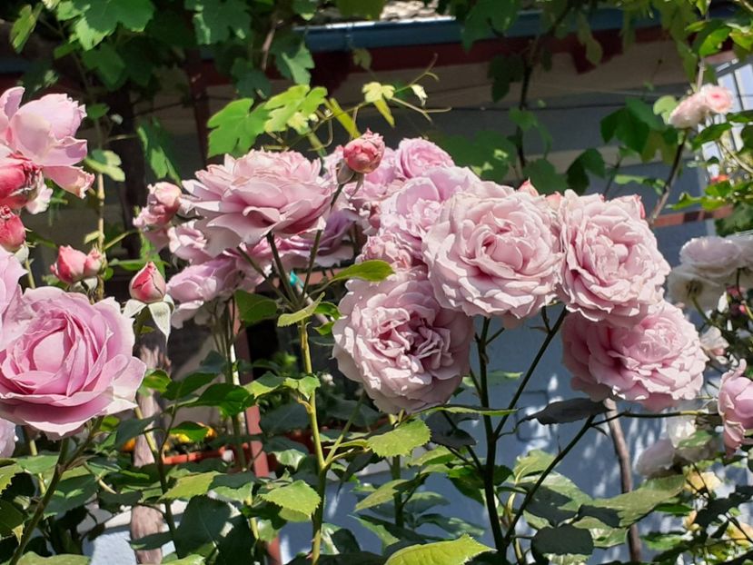  - Novalis 2022- 2023-2024