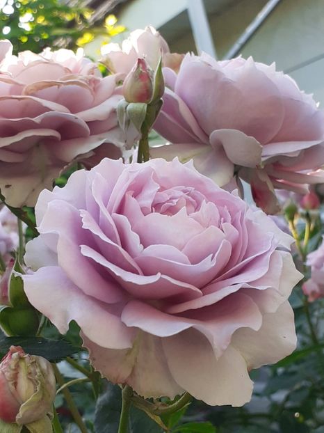  - Novalis 2022- 2023-2024