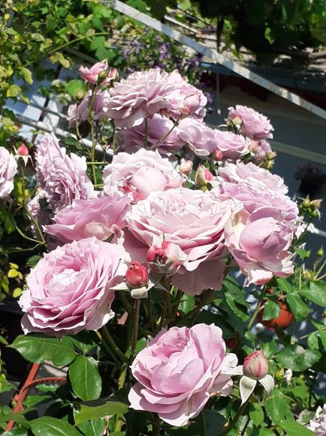  - Novalis 2022- 2023-2024