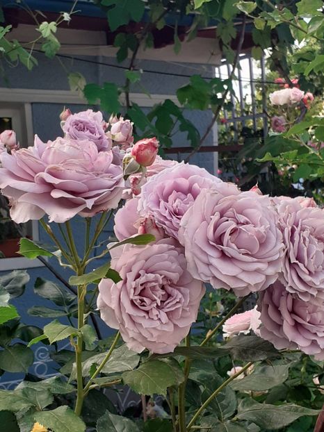  - Novalis 2022- 2023-2024