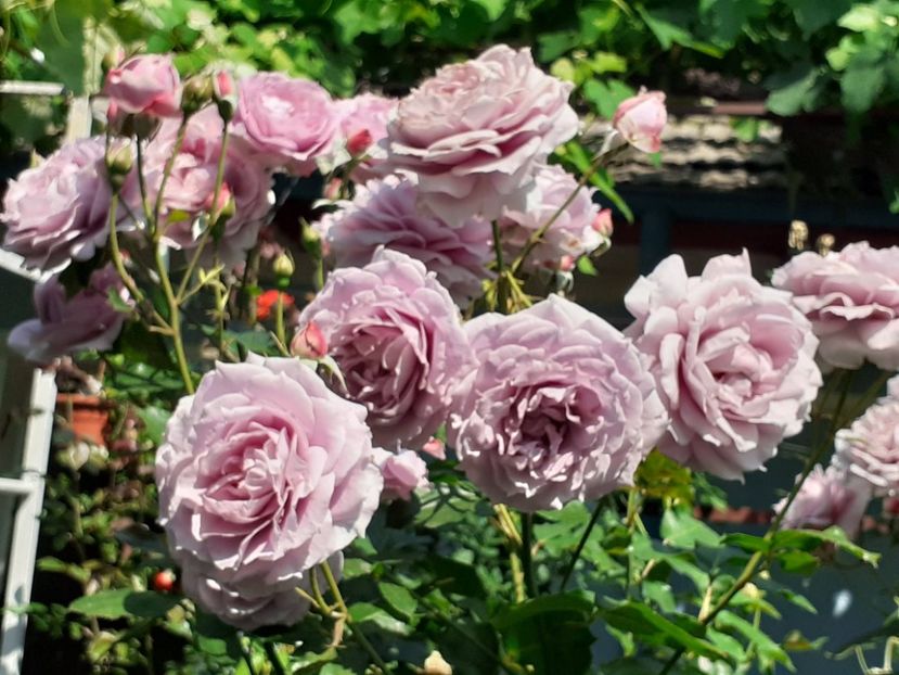  - Novalis 2022- 2023-2024