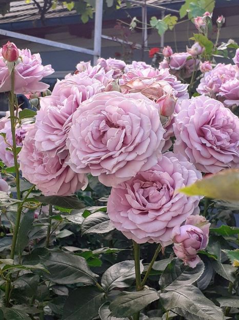  - Novalis 2022- 2023-2024