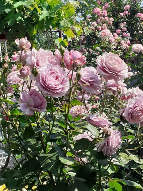  - Novalis 2022- 2023-2024