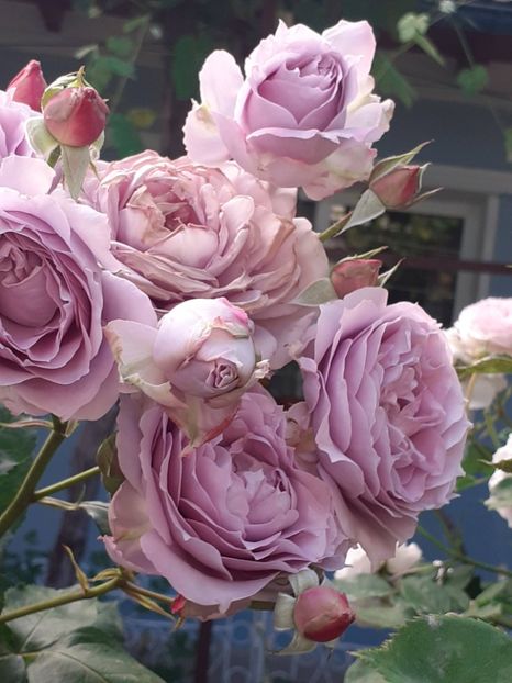  - Novalis 2022- 2023-2024