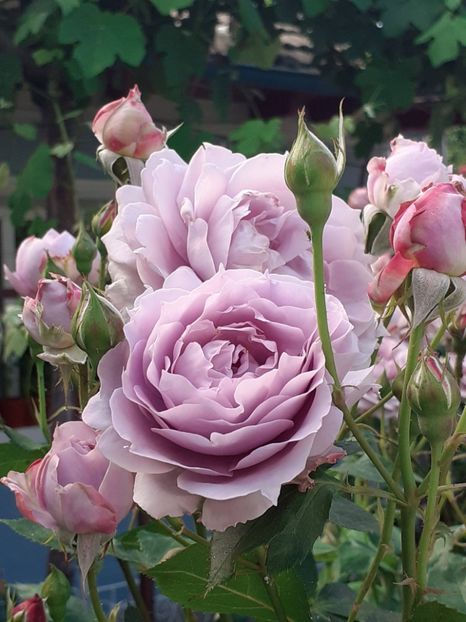  - Novalis 2022- 2023-2024