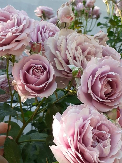  - Novalis 2022- 2023-2024