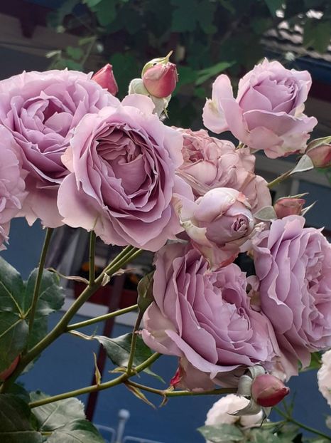  - Novalis 2022- 2023-2024