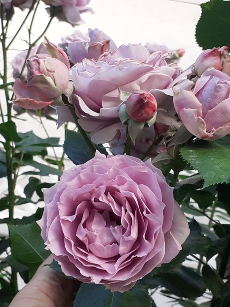  - Novalis 2022- 2023-2024