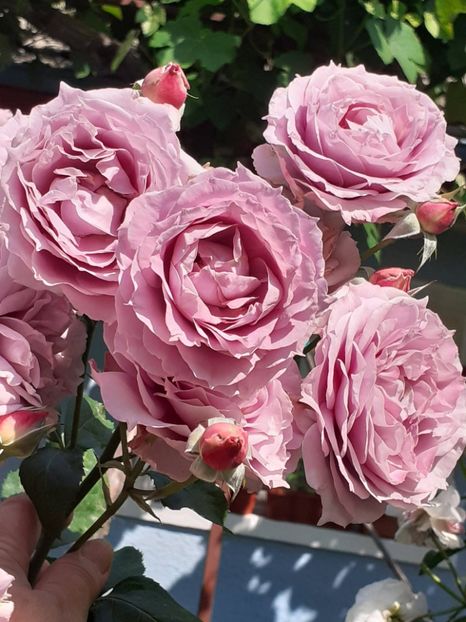  - Novalis 2022- 2023-2024