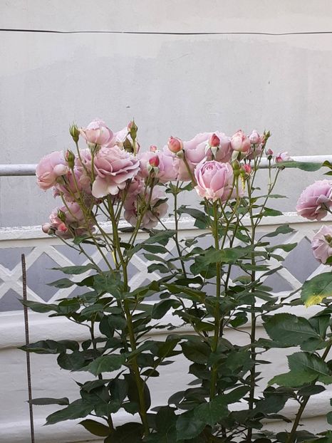  - Novalis 2022- 2023-2024