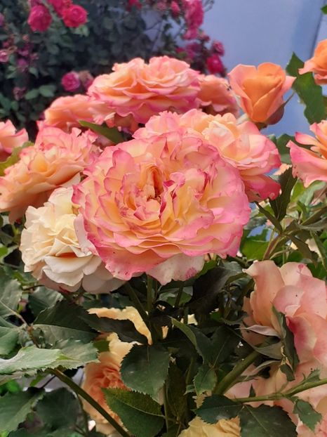  - La Villa Cotta 2023- 2024