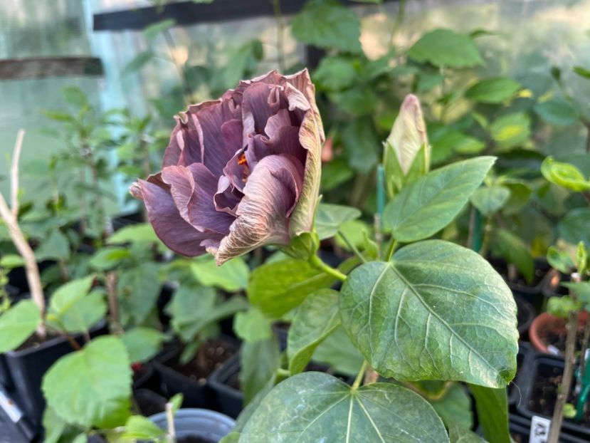  - Chis garden Bear Baby
