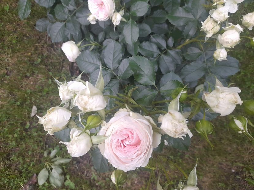  - 1111 Bucurii florale 2025