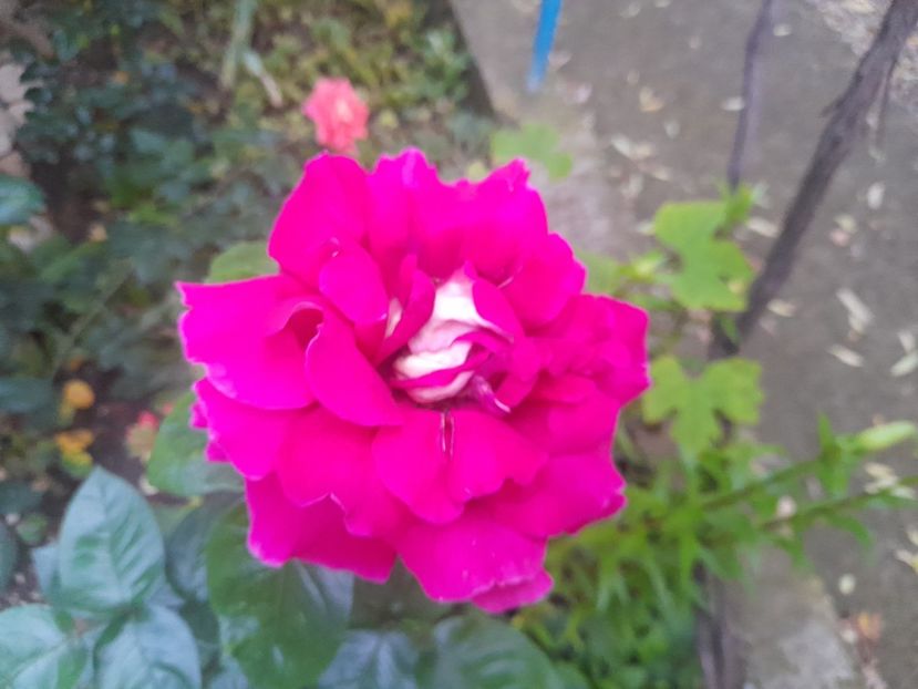  - 1111 Bucurii florale 2025