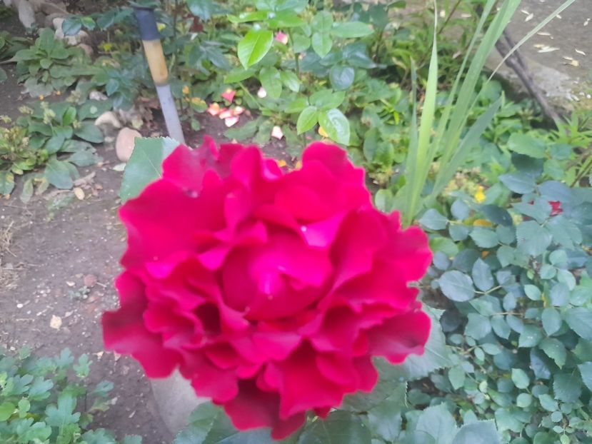  - 1111 Bucurii florale 2025