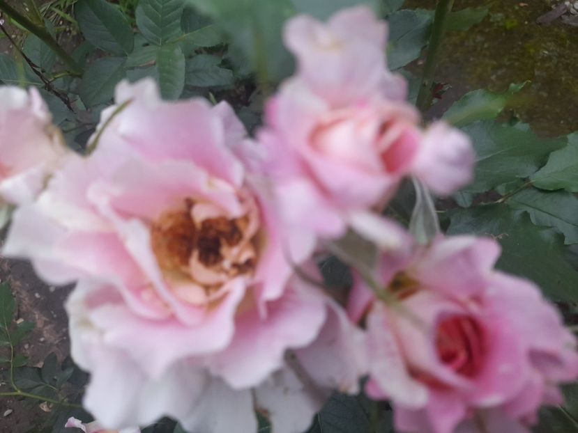  - 1111 Bucurii florale 2025