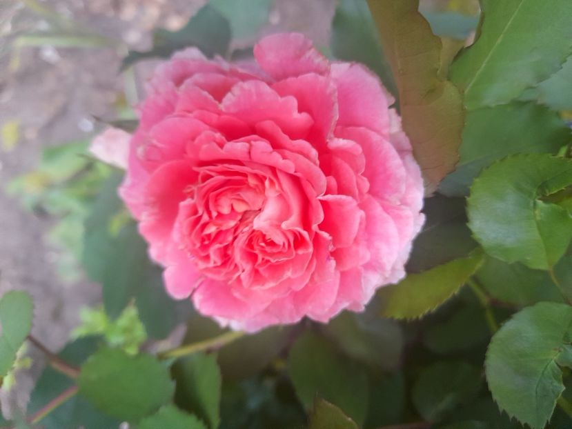  - 1111 Bucurii florale 2025