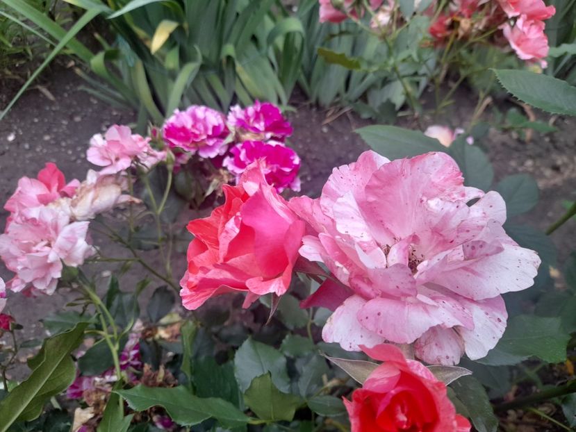  - 1111 Bucurii florale 2025