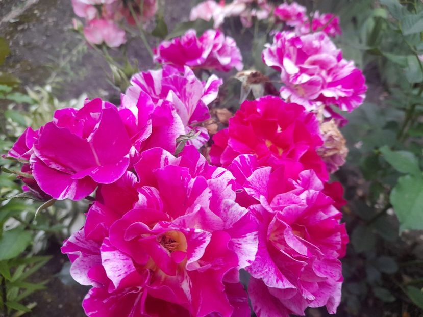  - 1111 Bucurii florale 2025