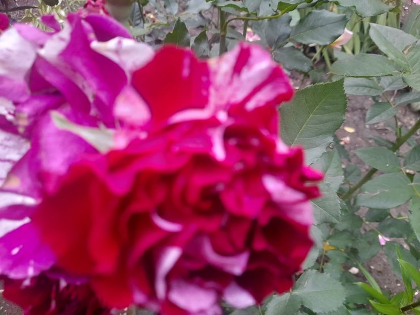  - 1111 Bucurii florale 2025