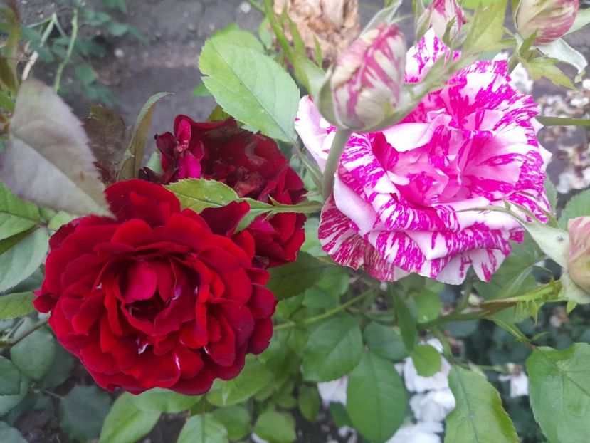  - 1111 Bucurii florale 2025