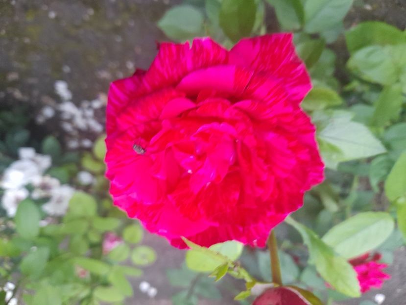  - 1111 Bucurii florale 2025