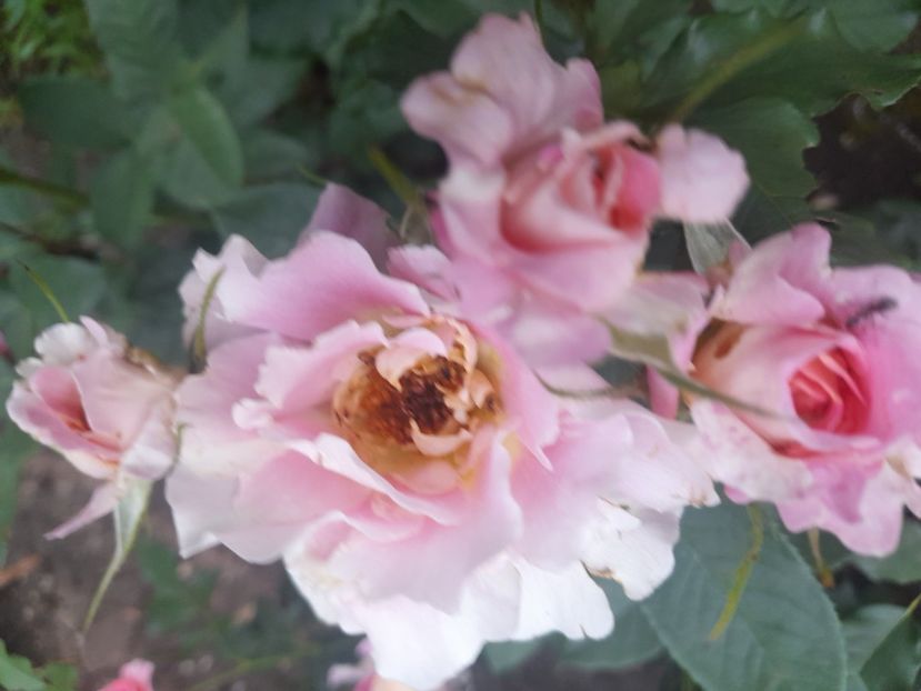  - 1111 Bucurii florale 2025