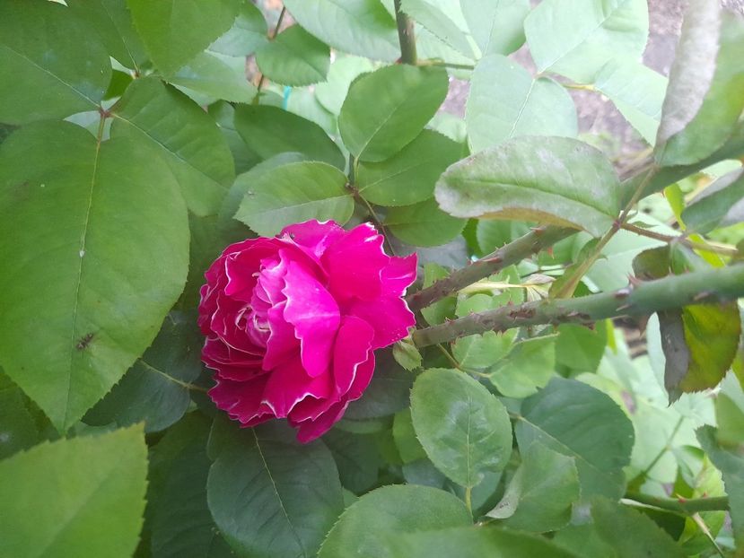  - 1111 Bucurii florale 2025