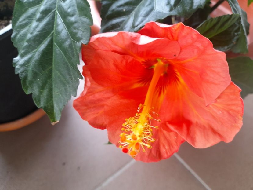  - 1111 Bucurii florale 2025