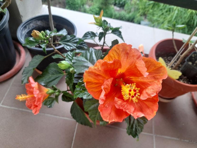  - 1111 Bucurii florale 2025