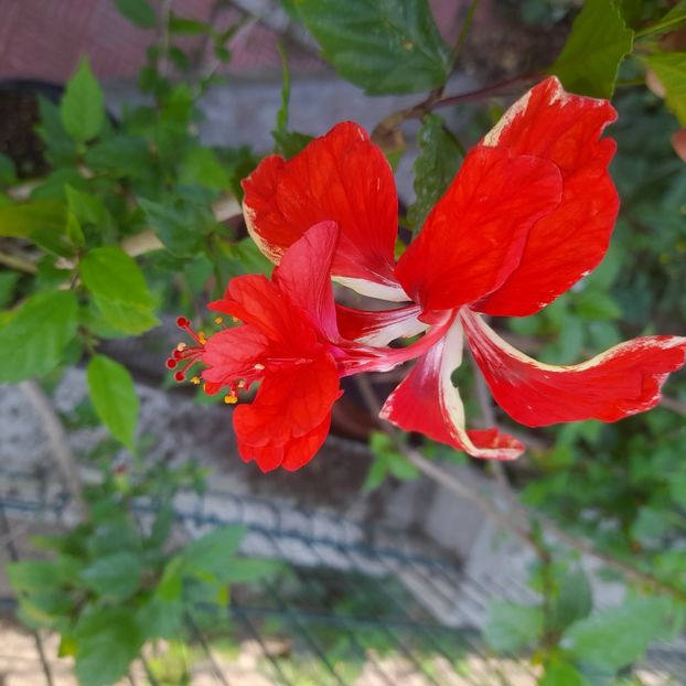 11.06.2025 - HIBISCUSI 2025-2