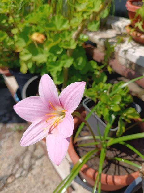 Crinul ploii 3 - Crinul Ploii Habranthus Robustus