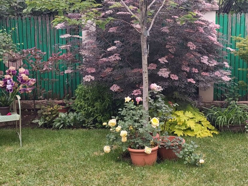  - 2024 mai