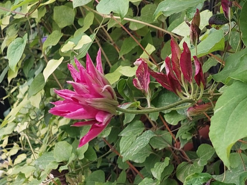  - 2024 mai continuare