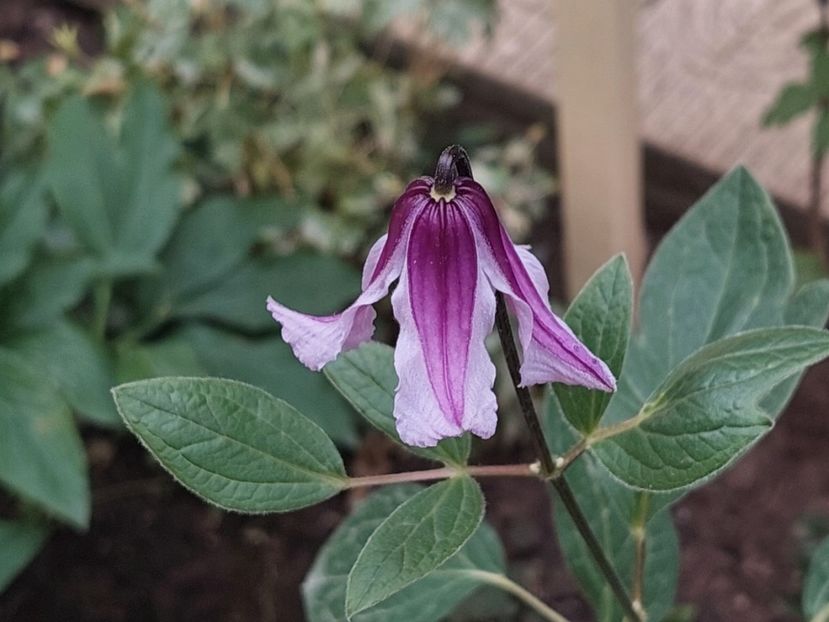  - 2024 mai continuare