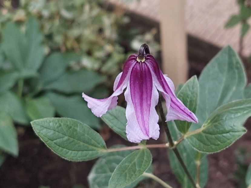  - 2024 mai continuare