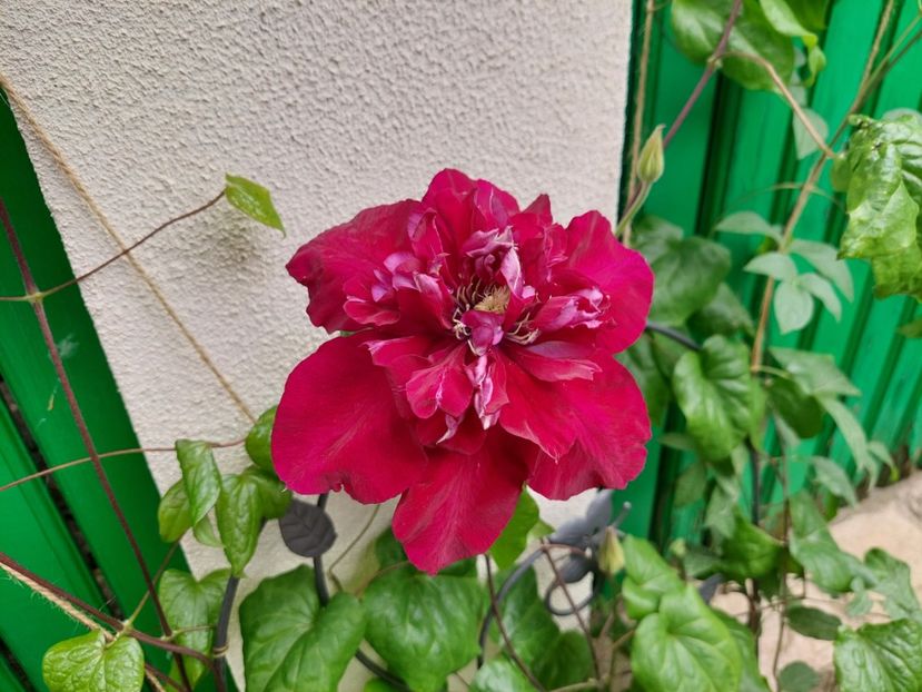  - 2024 mai continuare