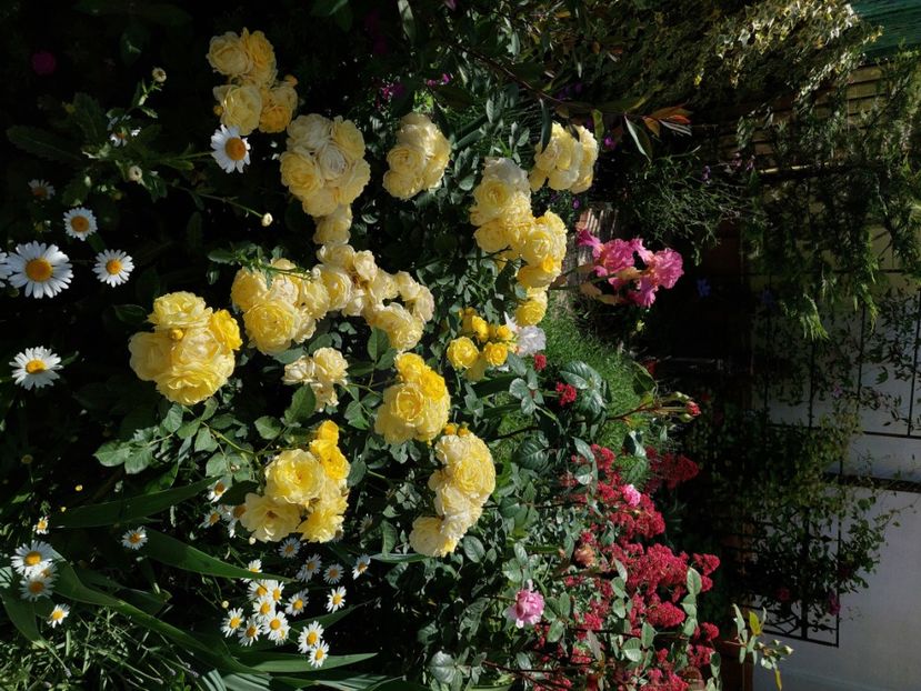  - 2024 mai continuare