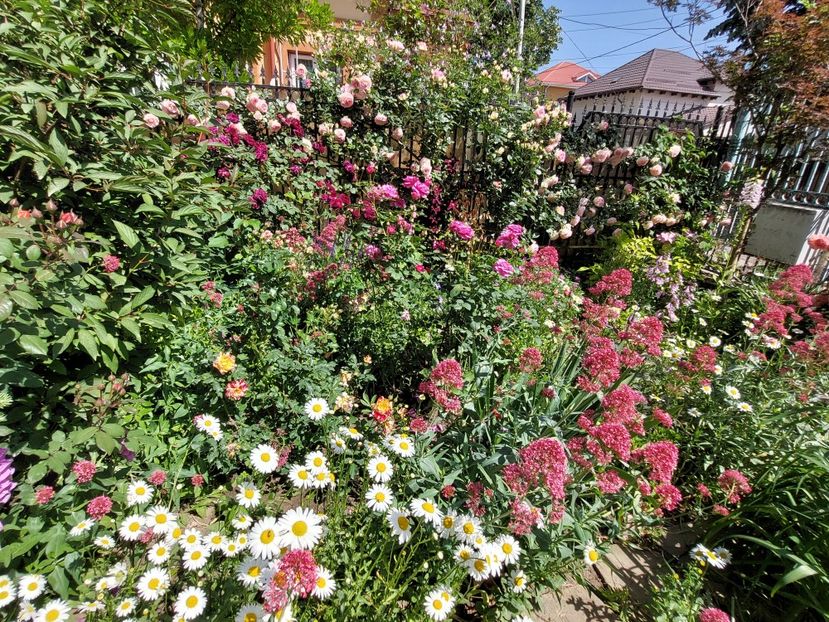  - 2024 mai continuare