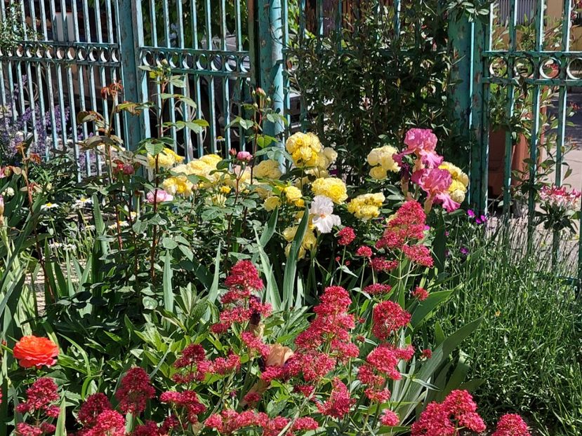  - 2024 mai continuare