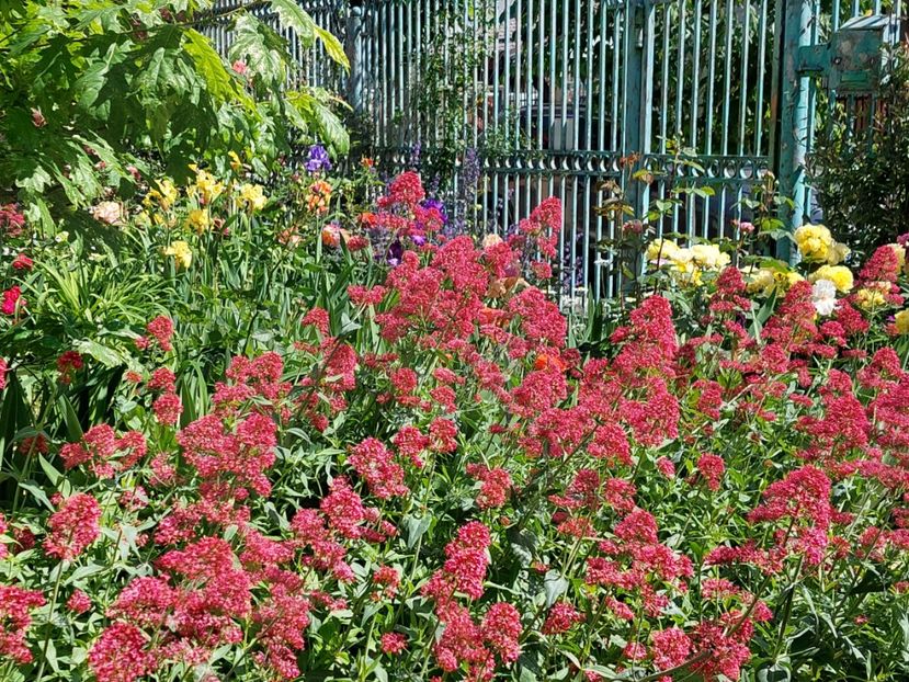  - 2024 mai continuare