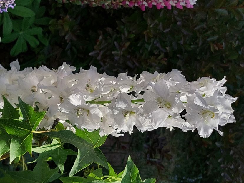  - 2024 mai continuare