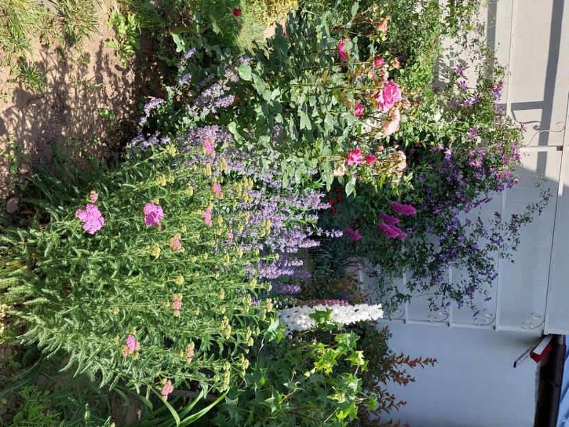  - 2024 mai continuare