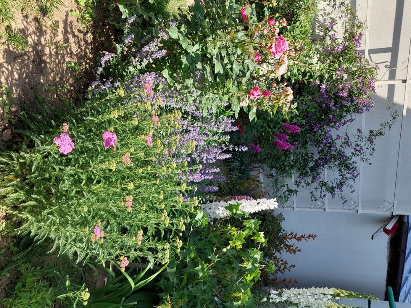  - 2024 mai continuare