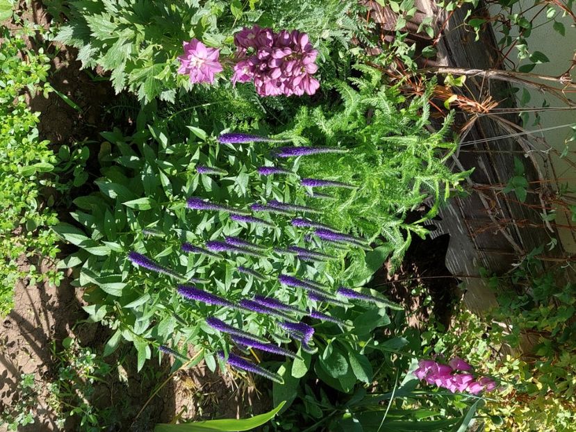  - 2024 mai continuare