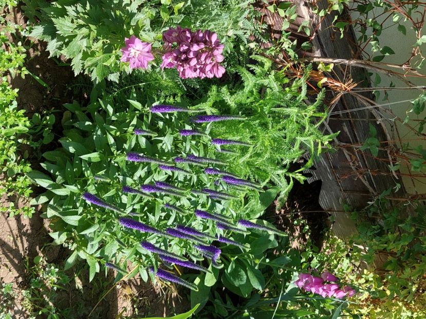  - 2024 mai continuare