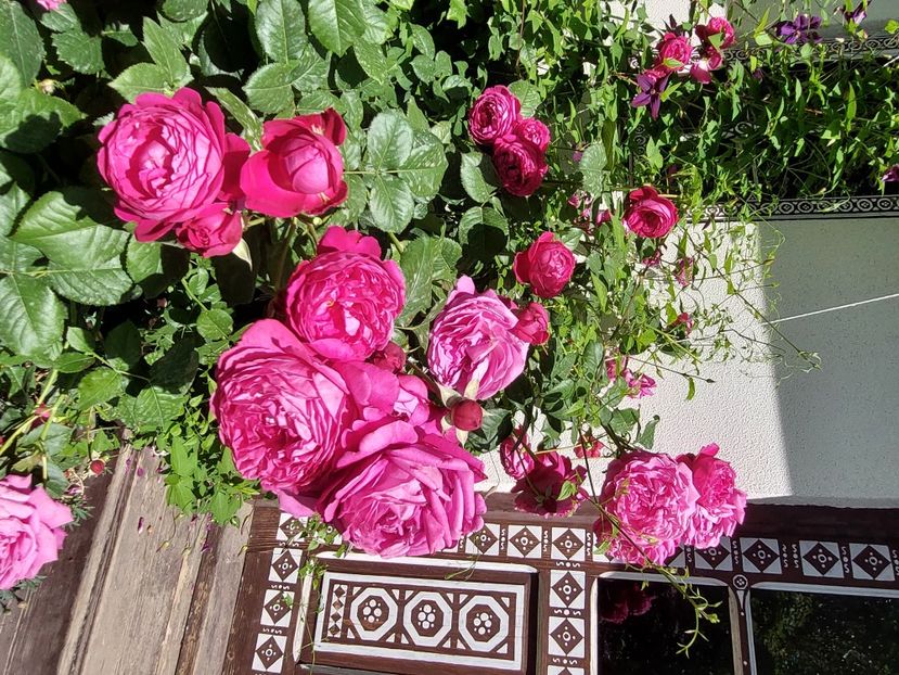  - 2024 mai continuare